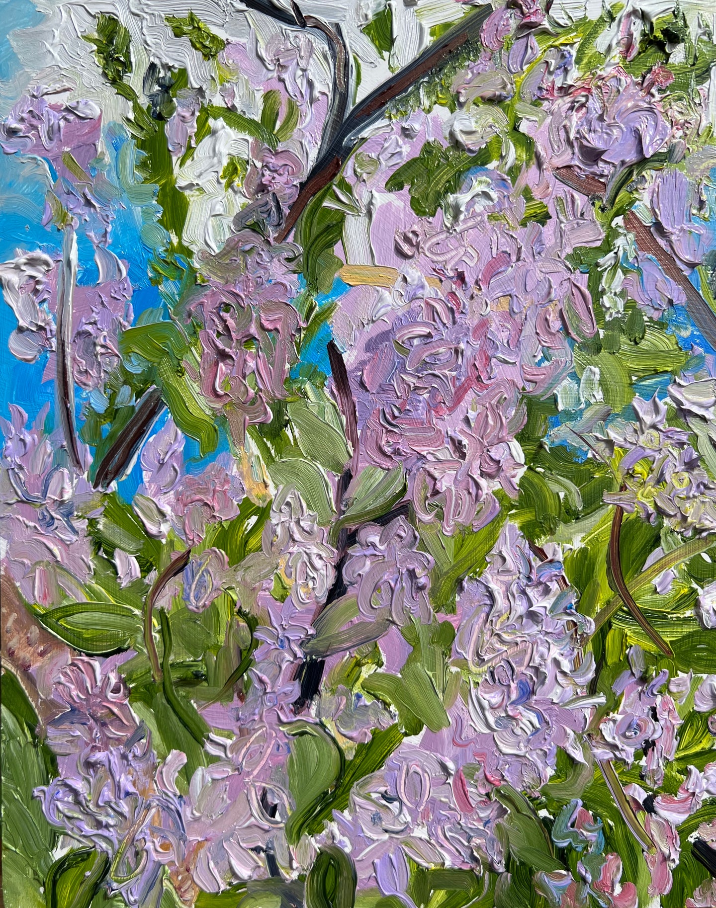 Lilacs!